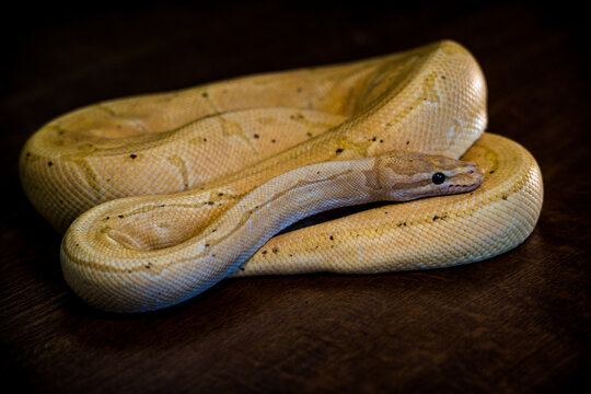 python regius yellow snake