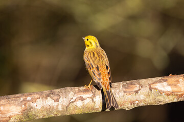 Yellowhammer perched in a tree, County Durham, England, UK.