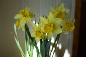 yellow daffodils in the sun