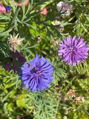 Spring Wildflower Wonderland - Vibrant Nature in Bloom during spring. User generated content