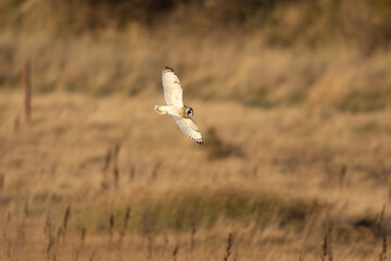 Short Eared Owl hunting on grassland, England, UK.