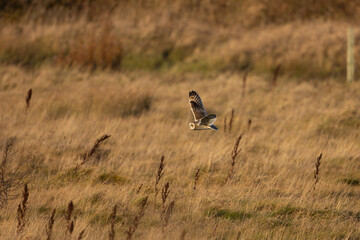 Short Eared Owl hunting on grassland, England, UK.