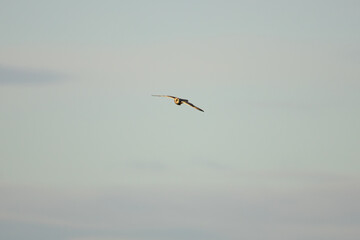 Short Eared Owl in flight on a sunny day. England, UK.