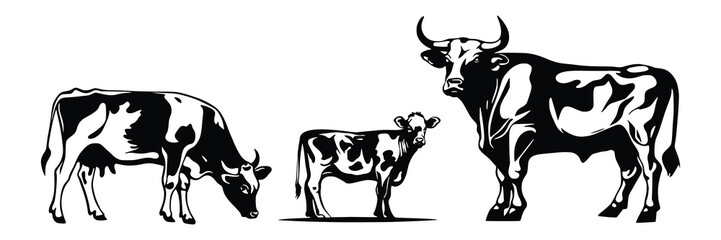 Vector drawing of cows isolated on white background, cow, bull and calf