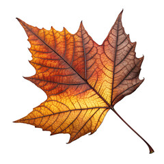 Obraz premium dried leaf autumn colors nature texture botanical isolated on white background png