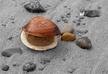 Large open shell on beach at Castletown, Thurso, Scotland, UK