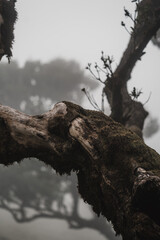 foggy morning in the forest