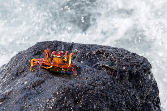 Red crab on the shore line.