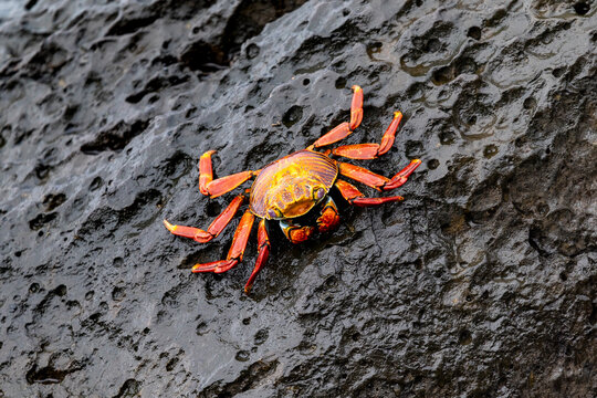 Red crab on a rock