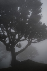 Naklejka premium foggy morning in the forest