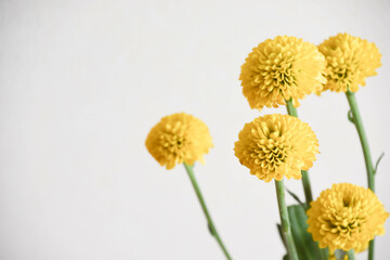 黄色いスプレーマム