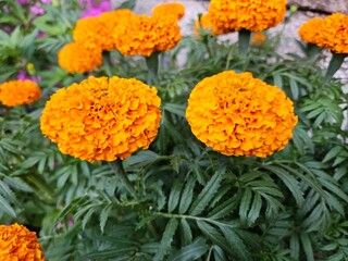 A vibrant cluster of orange marigold flowers in full bloom, surrounded by lush green foliage.