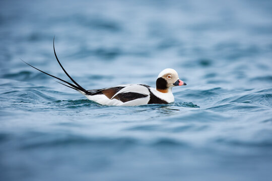 Long-tailed Duck