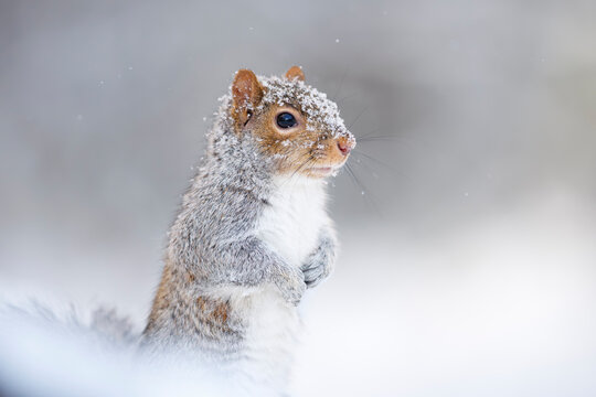 Winter Squirrel
