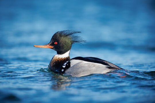 Merganser