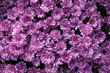 bunch of pink chrysanthemums, Chrysanthemum flower pattern in a flower garden Clusters of pink chrysanthemums.