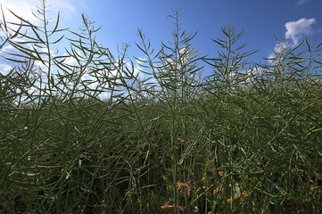 Fototapeta premium The green pods of a rapeseed field with a single red poppy flower among them.