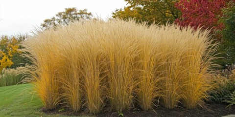 Miscanthus Sinensis Grass in Fall Season. Yellow Stems Texture with Red Plumes