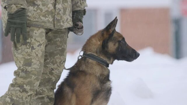Malinois belgian shepherd guard the border. Close up of Belgian Shepherd dog Malinois border guard dog standing next to border guard soldier in camouflage. Dog serves on state border of Ukraine