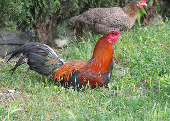 Colorful Rooster and Hen on Grass in a Sunny Spring Day in Adana, Turkey