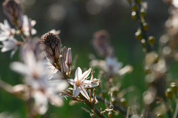 Delicate wildflowers dance under the warm sun in a vibrant meadow filled with life