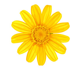 Naklejka premium Isolated yellow daisy flower, vector floral design, nature flower, fresh daisy, botanical illustration, bright yellow petals, spring bloom, beautiful daisy flower, natural floral