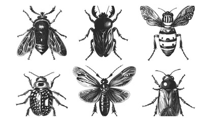 Black and white engrave insects vector illustration, isolated insect drawing, vintage entomology clipart, hand-drawn bug sketch, detailed nature engraving, scientific insect artwork © aura studio