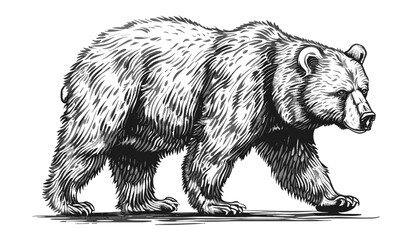 Black and white vector bear, engrave bear illustration, isolated vector animal, wildlife drawing, detailed bear sketch, hand-drawn bear art, monochrome vector wildlife