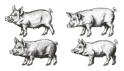 Hand-drawn pig vector illustration set, vintage farm animal etching, classic pork engraving, rustic livestock emblem, black and white hog sketch, swine graphic, traditional pig art