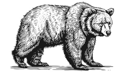 Black and white vector bear, engrave bear illustration, wildlife drawing, isolated vector animal, detailed bear sketch, hand-drawn bear art, monochrome vector wildlife, forest animal