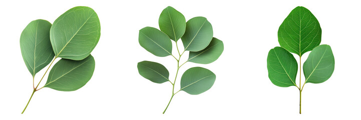 Fototapeta premium Three eucalyptus leaves isolated on transparency background, showcasing vibrant green hues