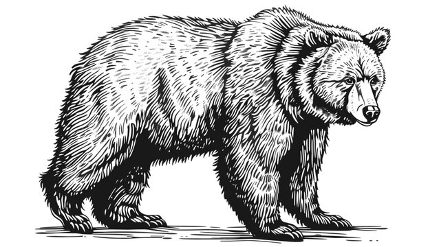 Black and white vector bear, engrave bear illustration, wildlife drawing, isolated vector animal, detailed bear sketch, hand-drawn bear art, monochrome vector wildlife, forest animal