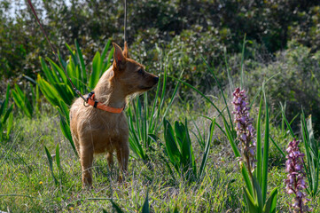 Naklejka premium Playful dog exploring vibrant wildflowers in sunny outdoor setting