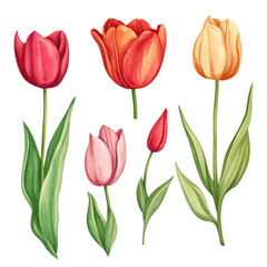 Fototapeta premium Colorful watercolor tulips in various stages of bloom
