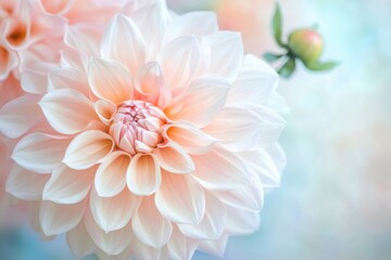 Obraz premium Delicate dahlia petals in soft pastel shades perfect for romantic valentine's or wedding invitations, greeting cards, and love-themed designs