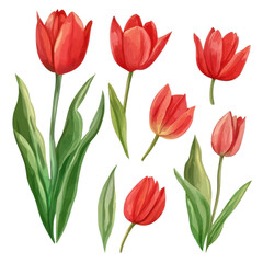Naklejka premium Vibrant red tulips in various stages of bloom