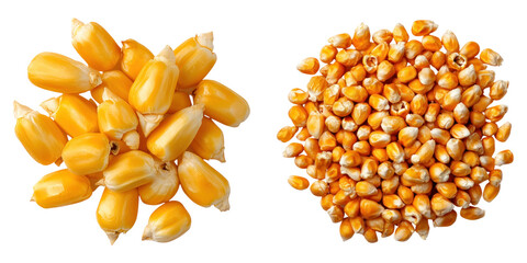 Golden corn kernels and popcorn seeds isolated on transparency background