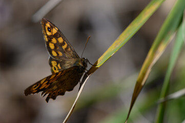 Stunning butterfly resting delicately on a vibrant green leaf in a serene natural setting
