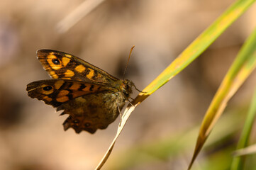 Colorful butterfly perched on a green blade of grass in a serene garden during a sunny afternoon