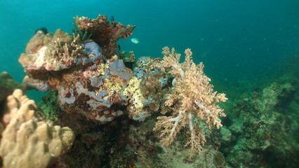 An underwater ecosystem built by colonies of tiny animals 