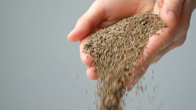 Hands pouring natural seasoning whole cumin seeds, copy space for text