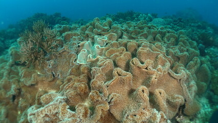 Naklejka premium An underwater ecosystem built by colonies of tiny animals 