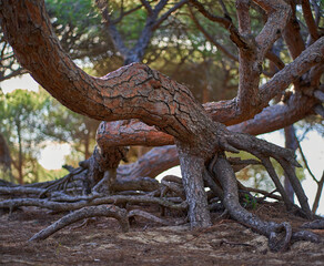 arboles, raices, lios , enredos, pino