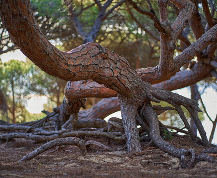 arboles, raices, lios , enredos, pino
