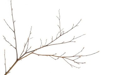 Obraz premium Delicate, bare branches isolated against a pure white backdrop, element, line