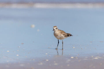 American Golden Plover (Pluvialis dominica) on the beach.