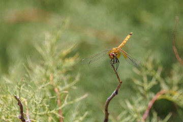 Dragonfly Aguacil coral (Erythrodiplax corallina) perched on a branch.