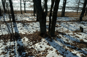 Oak grove on a clear day in early spring