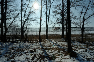 Oak grove on a clear day in early spring