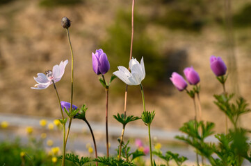 Colorful wildflowers bloom vibrantly along a sunny hillside in early spring